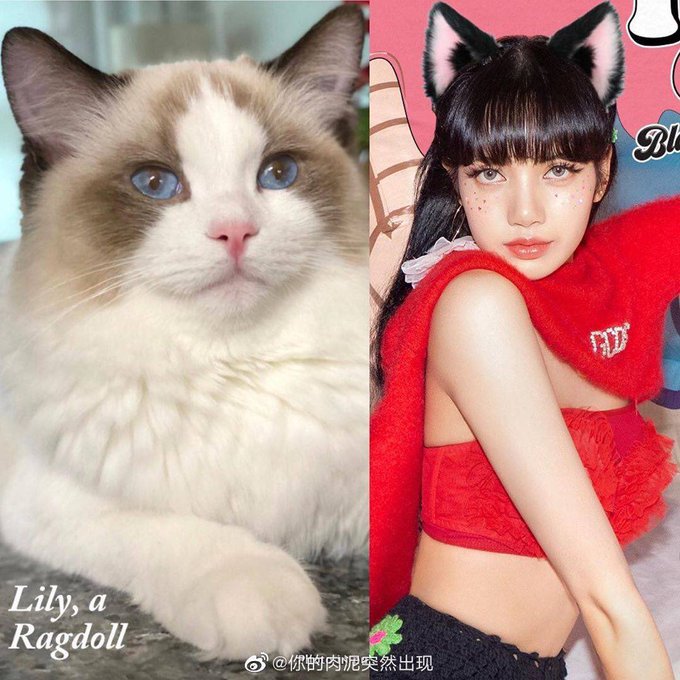 A side-by-side comparison shows "Lily, a Ragdoll" cat on the left alongside a woman wearing matching black and white cat ears and a red outfit, with the watermark "@你的肉泥突然出现" visible — visually illustrating the post's claim that "$LILY is a ragdoll."