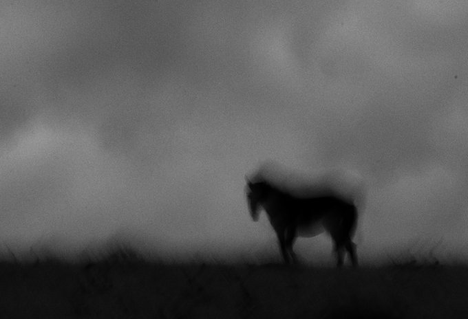 A moody, black-and-white photograph of a horse silhouette standing in a misty field beneath an overcast sky.