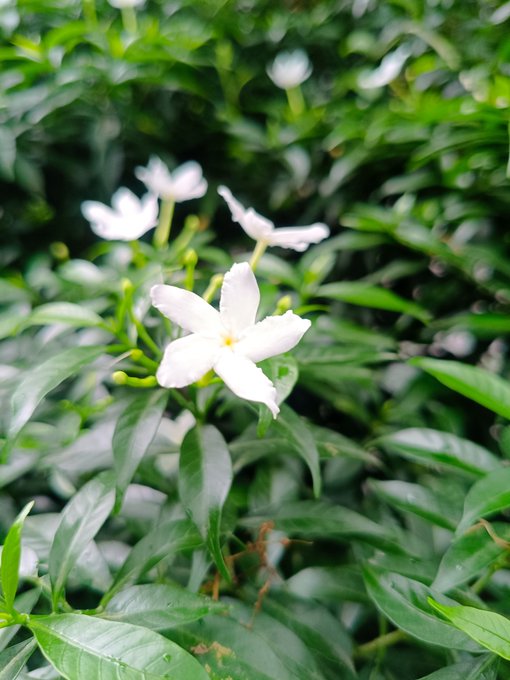 A close-up photograph captures a delicate white flower with five petals blooming among lush green foliage.