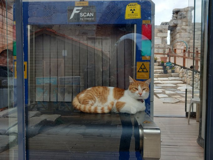 An orange and white cat rests inside a glass-enclosed security scanner booth that bears a label reading 'FSCAN by Inward'.
