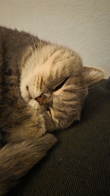 A close-up photograph shows a fluffy tabby cat sleeping peacefully on a dark textured surface, its eyes closed and head resting against its paw.