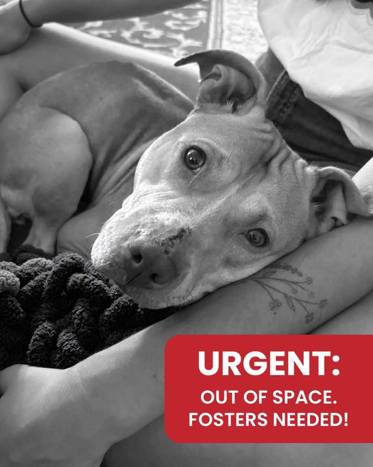A black-and-white photo of a pit bull resting its head on a person's tattooed arm, with a red banner reading 'URGENT: OUT OF SPACE. FOSTERS NEEDED!'