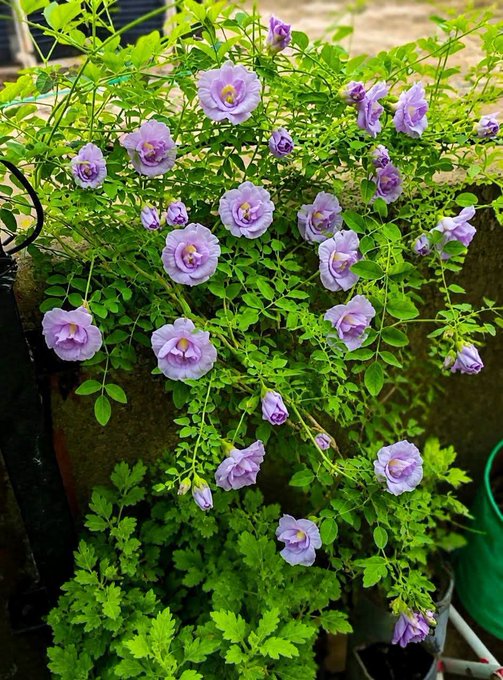 A lush garden of purple blooms spilling from a planter. The caption adds little thematic link to the quantum-focused post, serving mainly as a cheerful "good morning" backdrop rather than illustrating the technical content.