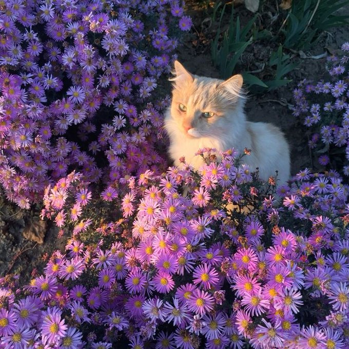 A fluffy cream-colored cat peeks out from a vibrant bed of purple asters, gazing directly at the camera with striking eyes. The serene, sunlit garden scene contrasts with the post's discussion of crypto trading and market exploration.