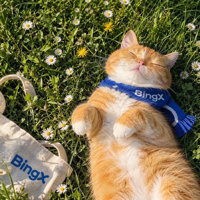 An orange tabby cat blissfully naps in a daisy-filled meadow, wearing a blue "Bingx" scarf beside a matching tote bag—capturing a serene "green morning" vibe perfectly.