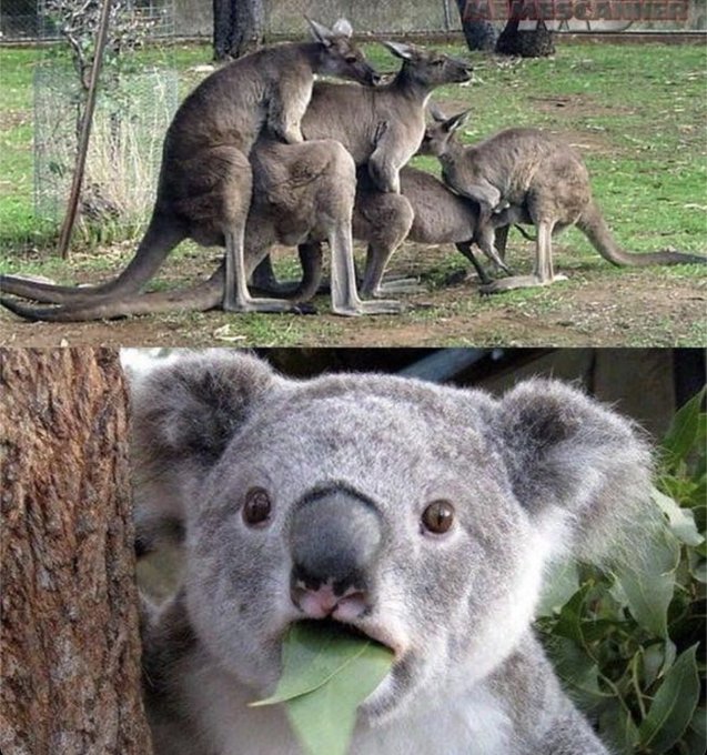 A two-panel image showing a group of kangaroos clustered together in the top half (watermarked "EALESCARGER") and a close-up of a koala eating leaves in the bottom half.