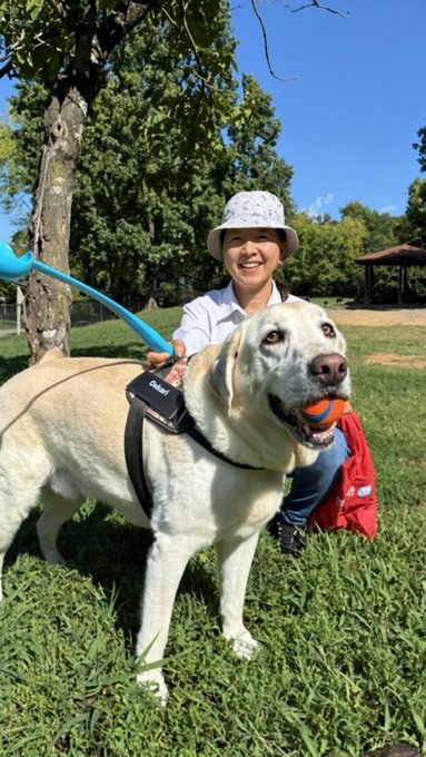 A smiling woman in a white shirt and bucket hat kneels in a grassy park with a yellow Labrador retriever holding a ball in its mouth, wearing a service vest with a leash.