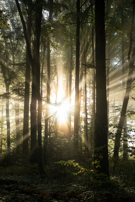 A sunlit forest scene with sunbeams streaming through tall tree trunks, creating a dramatic light effect on the forest floor.