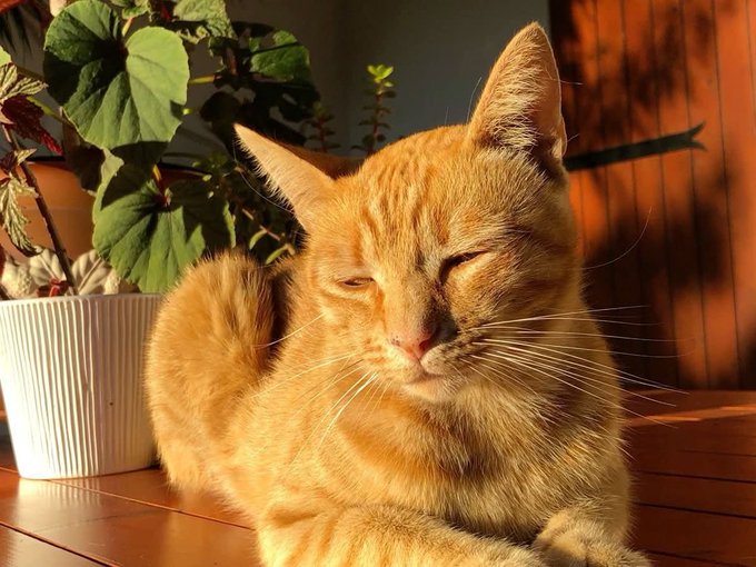 An orange tabby cat rests in warm sunlight next to a white potted plant on a wooden deck, eyes half-closed in apparent contentment.