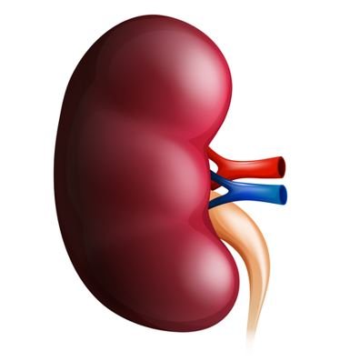 An anatomical illustration of a kidney showing the renal artery (red) and renal vein (blue) attached to the organ.