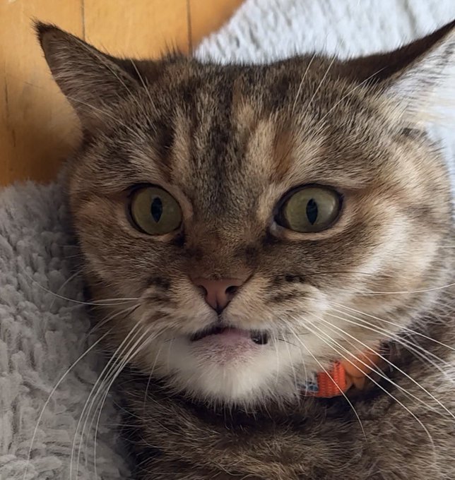 A close-up portrait of a brown tabby cat with bright green eyes looking directly at the camera, resting on a soft gray textured surface.