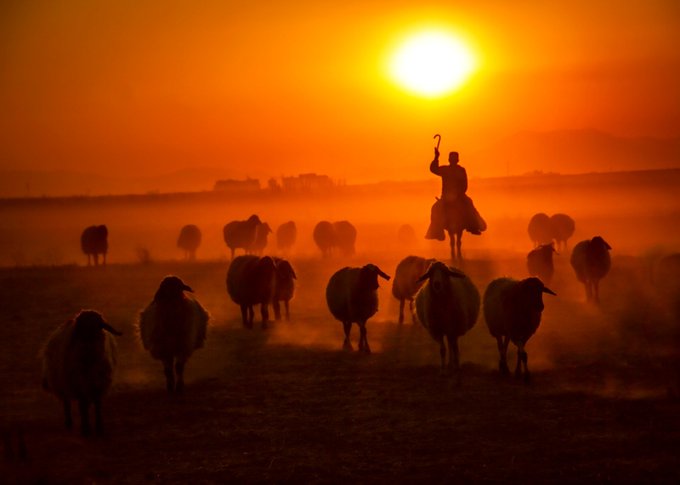 A silhouette of a shepherd holding a crook stands among a flock of sheep against a brilliant orange sunset, with dust swirling around the animals.