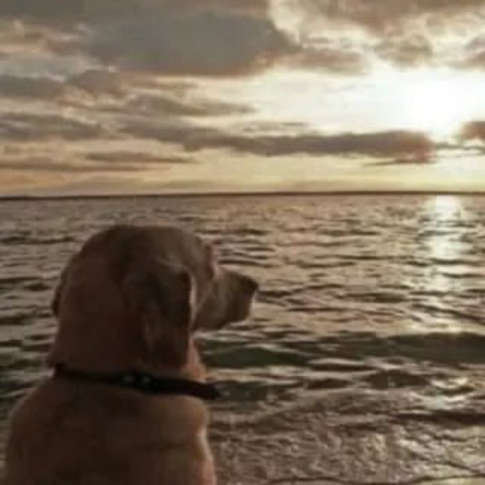 A light-colored dog wearing a collar gazes out at a sunset over the ocean.