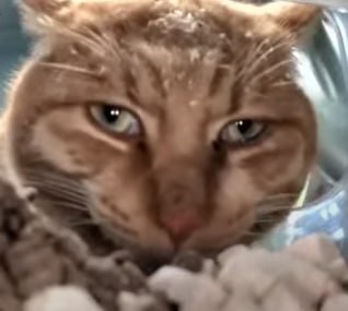 A close-up portrait of a tabby cat looking directly at the camera with a calm, slightly grumpy expression.