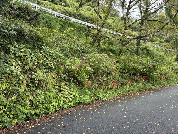 Lush green vegetation, ferns, and red flowers grow along a roadside embankment bordered by a white guardrail.