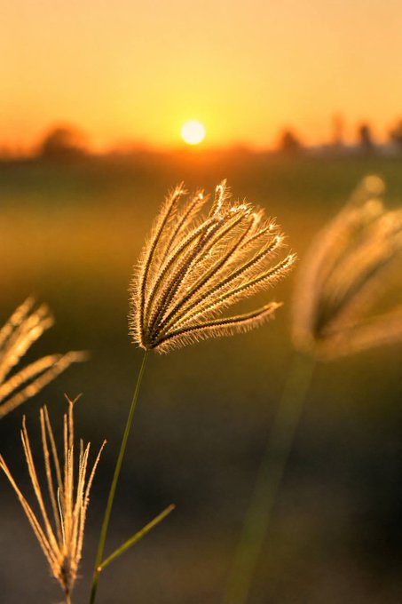 A scenic photograph of wild grass or wheat stalks backlit by a golden sunset, with the sun visible on the horizon creating a warm glow.