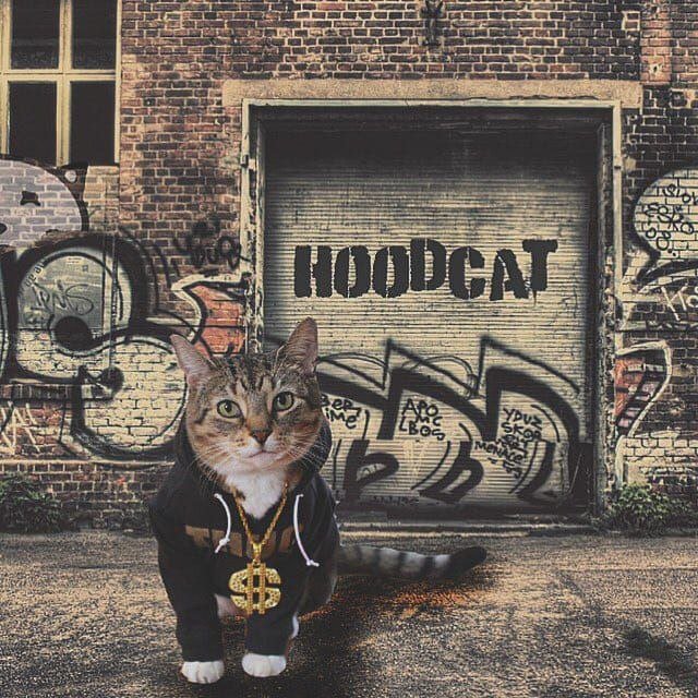 A tabby cat wearing a black hoodie and a large gold dollar sign chain necklace, standing in front of a graffiti-covered garage door with 'HOODCAT' spray-painted on it.