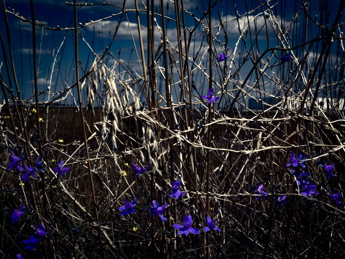 A close-up nature photograph showing small purple flowers scattered among dry, frost-covered grass and branches under a blue sky with white clouds.