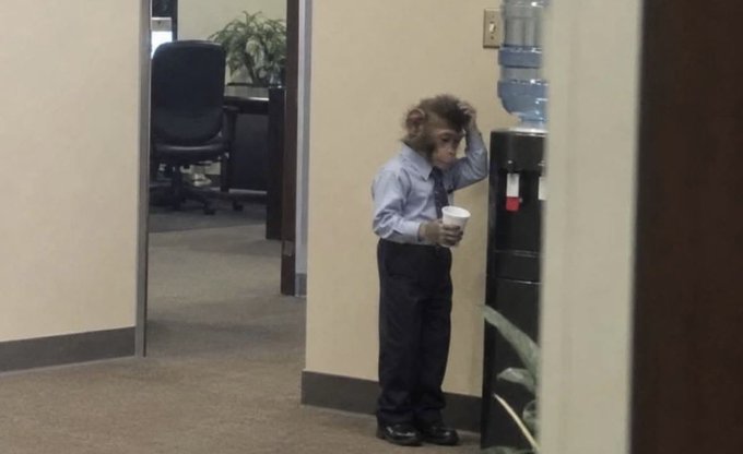 A monkey dressed in a blue button-up shirt and black dress pants stands in an office hallway next to a water cooler, holding a paper cup while scratching its head in apparent confusion.