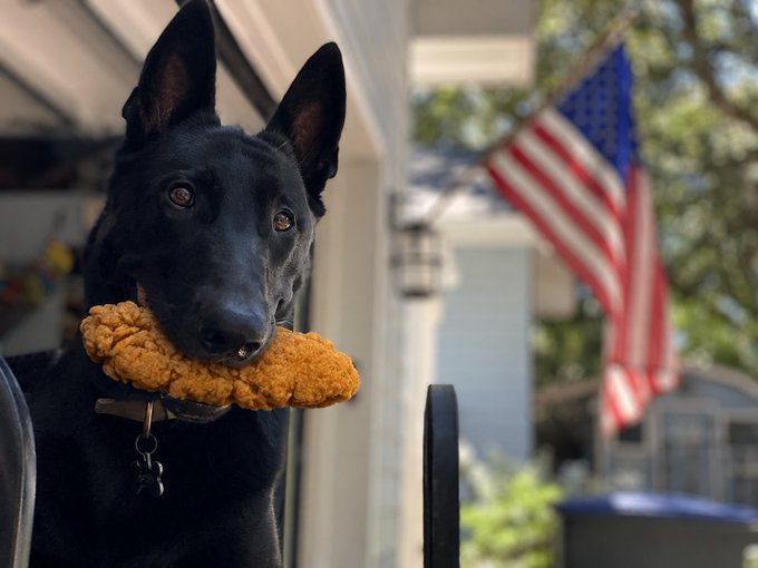 A black German Shepherd dog holds a brown plush bone in its mouth while standing on a porch, with an American flag visible in the background.