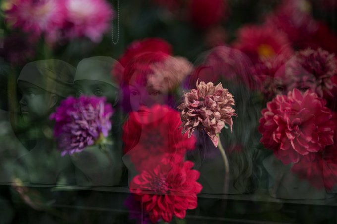 The image features a close-up view of a group of red flowers, including pink and purple ones, arranged together in a visually appealing manner. The background appears blurry, drawing attention to the vibrant colors of the flowers. The caption provided suggests that this floral arrangement is part of an event or promotion related to the #lookattheflowerstez series, which aims to create a unique and captivating visual experience for viewers.