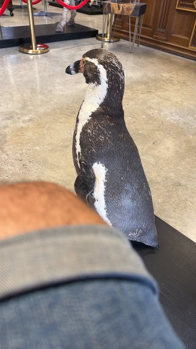 A penguin plush toy or figure standing on a polished floor, viewed past someone's leg in denim shorts.