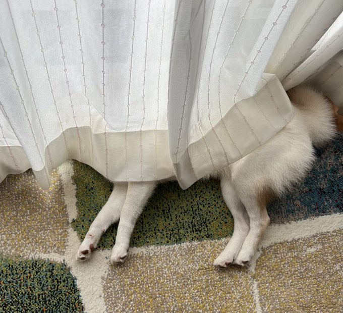 A fluffy white dog is lying face-down on a patterned rug, hidden behind sheer curtains with only its paws and tail visible. The image matches the post, showing the dog's resigned "stubborn nap" pose after realizing the rain outside would prevent its walk.