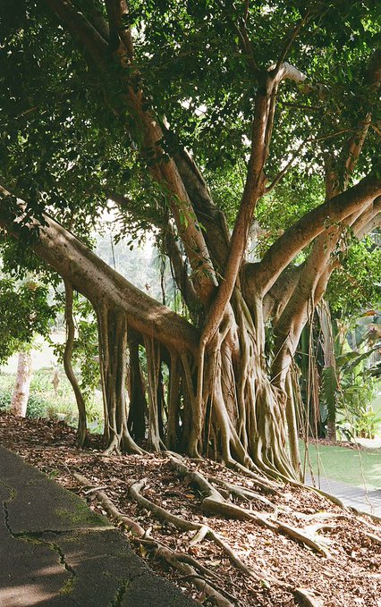 A photograph of a large banyan tree with extensive aerial roots cascading down to the ground beside a stone walkway.