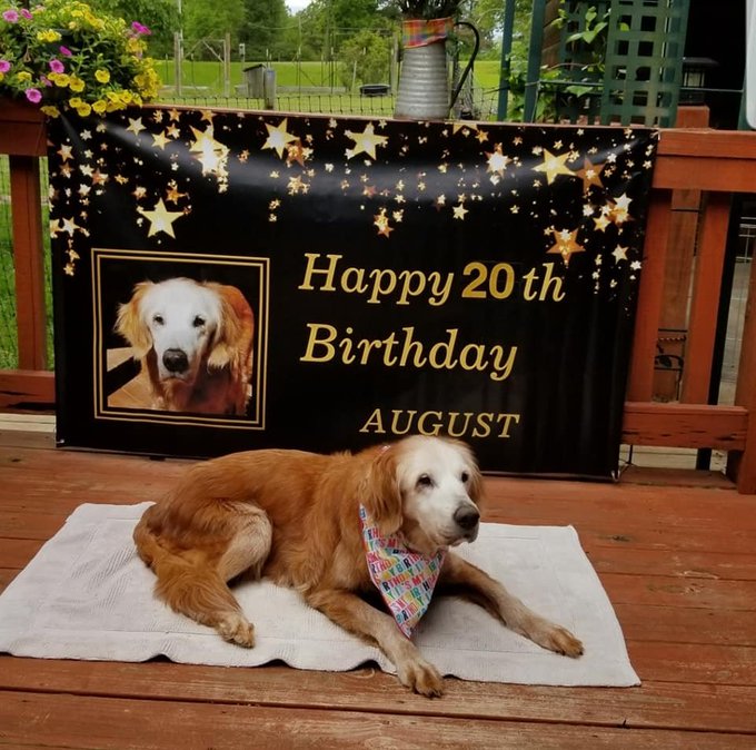 The image features a brown dog wearing a bandana, sitting on a towel or blanket outside with its head resting on the ground. The background includes a banner that says "Happy 20th Birthday August" and a photo of the same dog. There are also flowers in the background, adding to the festive atmosphere.