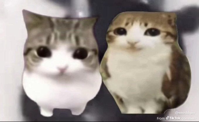 Two adorably chubby cats—one gray and white tabby, one orange and white tabby—stare wide-eyed at the camera, fitting the "cat meta" reference in the post about cat memes gaining popularity, with a watermark crediting "@weirdgguy" and "From TikTok comment."