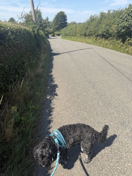 A small black dog wearing a light blue harness and leash sniffs the grass along the edge of a quiet rural road on a sunny day.
