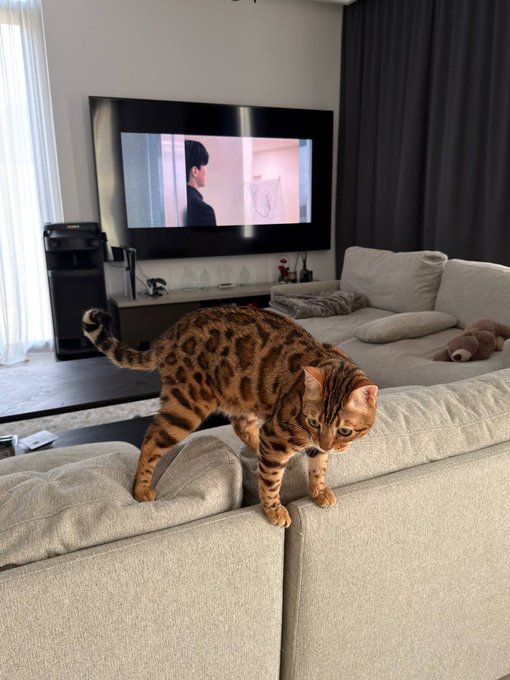 A Bengal cat with distinctive spotted fur walking along the back of a beige couch in a modern living room, with a TV playing in the background.