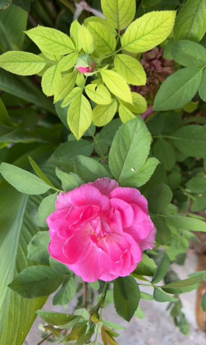 A vibrant pink rose blooms among lush green foliage in an outdoor garden setting, with a small bud visible above the main flower.
