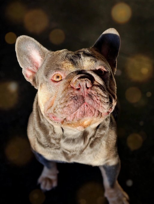 A close-up portrait of a brindle French Bulldog looking up at the camera with an intense amber-colored eye, captured against a bokeh background.