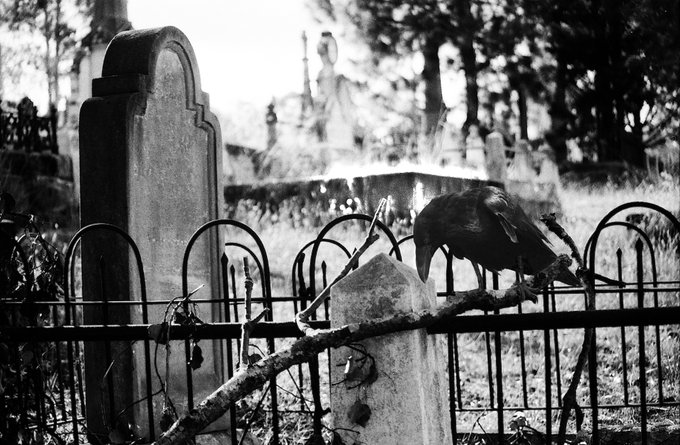 A black-and-white photograph of a crow perched on a branch in front of weathered tombstones and an old iron fence in a cemetery.