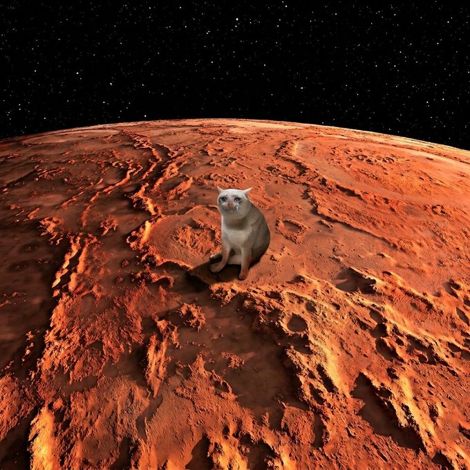A cat sits alone on the red, cratered surface of Mars against a starry black sky, visually echoing the post's message of a carefree, low-stress summer of holding $cashcat and $marscoin until they outperform the market.