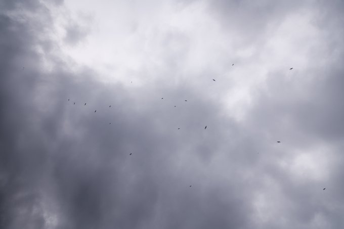 A view of a cloudy, overcast sky with several small birds flying across the gray and white clouds.