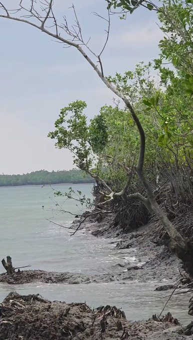 A serene coastal landscape features mangrove trees with exposed roots along a muddy shoreline, with calm greenish-blue water stretching toward a distant tree line under a hazy sky. The natural, growth-oriented imagery of thriving mangroves symbolizes resilience and perseverance, visually echoing the post's motivational message about staying positive, focused, and believing in one's dreams through @useTria, @quipnetwork, and @TheARCTERMINAL.