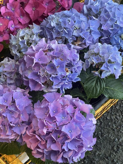 The image features a bouquet of purple hydrangeas, with at least six flowers visible. The flowers are arranged in a basket or crate, showcasing their vibrant colors against a brown background. The caption provided seems unrelated to the image itself but might be an attempt to provide context or information about the flowers' origin or significance.