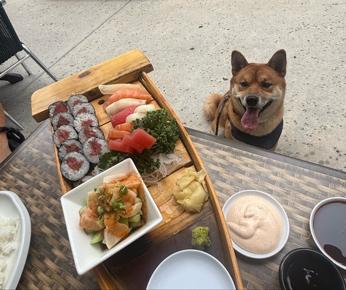 A wooden tray filled with sushi, sashimi, and other dishes sits on a table while a smiling Shiba Inu dog watches from below with its tongue out.