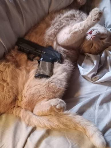 A fluffy orange cat lies on its back on a bed, resting with a black handgun placed across its belly.
