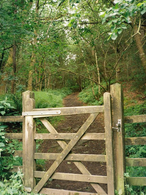 A wooden gate opens onto a dirt path winding through a lush green forest.