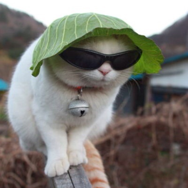 A white cat wears dark sunglasses, a large green leaf as a hat, and a collar with a bell, perched on a wooden surface.