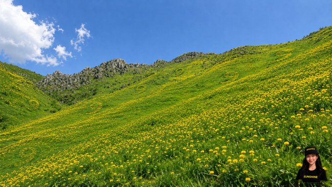 A vibrant hillside blanketed in yellow wildflowers and green grass stretches beneath a bright blue sky, with rocky outcrops visible along the ridge—numerous "9"s are hidden throughout the scene for the counting challenge. The text "SUNSHINE" appears on the small avatar in the bottom right corner.

**Tally of 9s found: 16**

The image ties into the social media challenge by encouraging followers to scan the picturesque landscape and report how many number 9s they can spot, with the creator's handle @sunshinebinance prominently tagged.