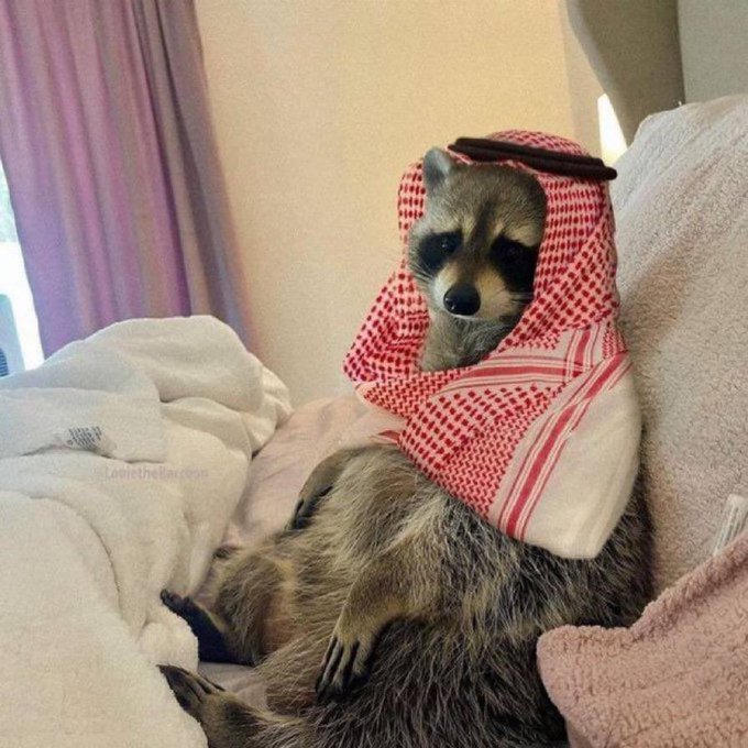 A raccoon sits propped up among pillows and blankets, wrapped in a red and white checkered keffiyeh with an agal cord, with 'TweettheRacoon' watermarked on the image.