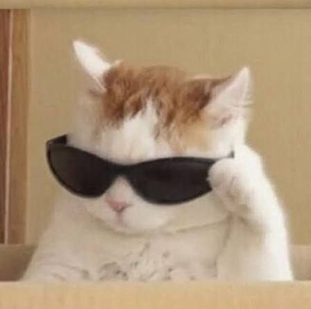 A photograph of an orange and white cat wearing black sunglasses, appearing to peek over a cardboard box.