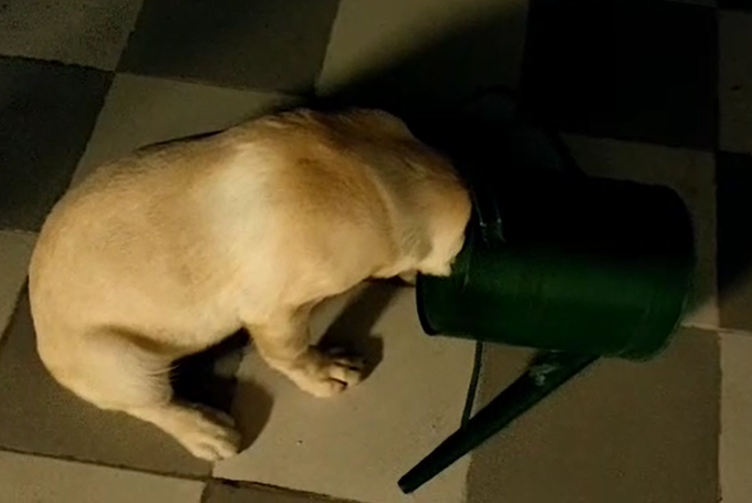 A small tan puppy is curled up sleeping on a checkered floor next to a green watering can.