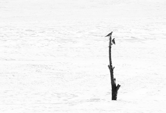A minimalist black and white photograph of two birds perched on a bare tree branch rising from calm water.