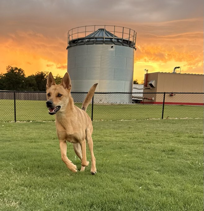 A tan short-haired dog running on a green grass field with a large metal grain silo, chain-link fence, and orange sunset sky in the background.