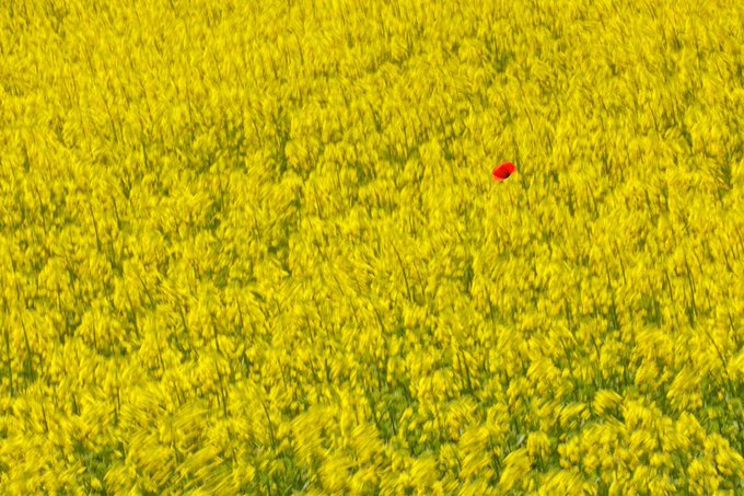A single red poppy stands out vividly against a dense, vibrant field of yellow rapeseed flowers.